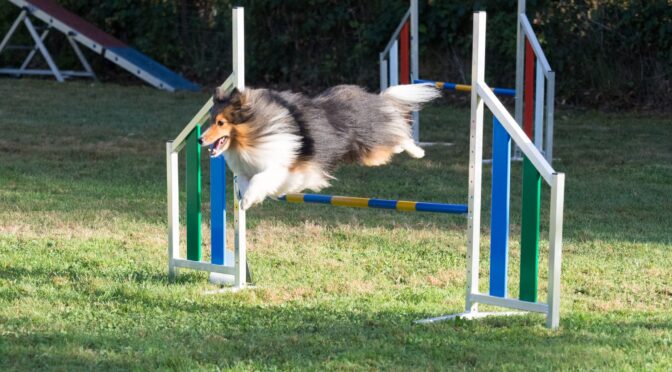 Moorhunde Agility-Herbstturnier 2023