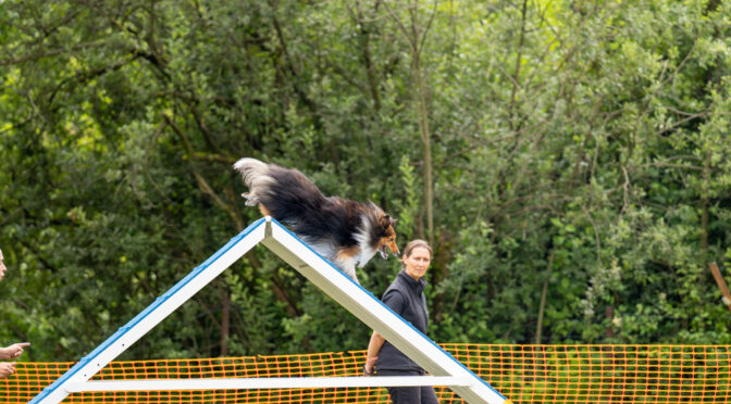 2. Lauf Agility-Landesmeisterschaft OÖ/S 2024