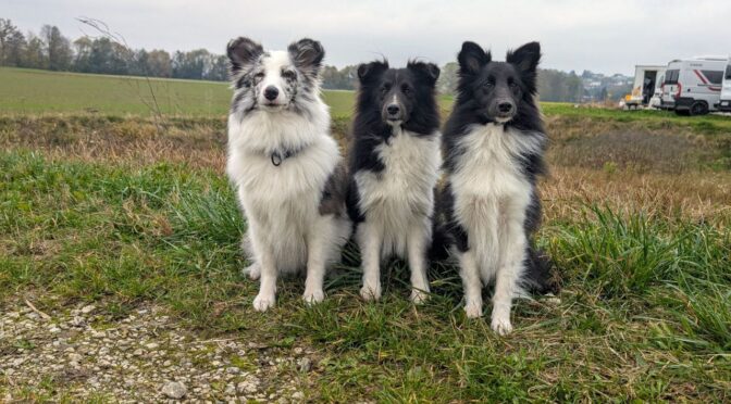 Pace‘ Erststart im Agility