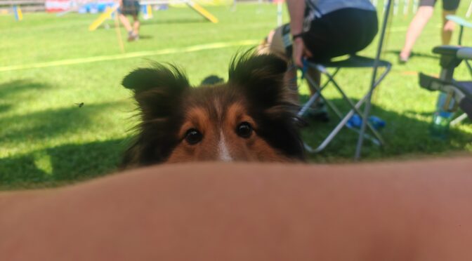 OG Prüfung und 3. Alpencup 2025 – Buzz‘ entgültiger Abschied aus dem Turniersport